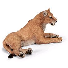 Lioness Lying