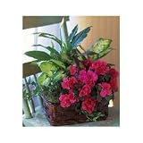 Send Flowers - Azalea Attraction Garden Basket