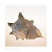 Conch by Tom Artin. ART PRINT Canvas Rolled.. 20.00 inches width by 20.00 inches height. Highest Quality Art Poster Print