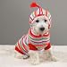 Pet Supplies : XX-SMALL (TEACUP) - Striped Hoodie Sweater - BRIGHT STRIPES TEACUP SIZE DOG SWEATER