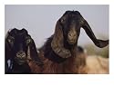 Close-up of Two Long-Eared Goats Photographic Poster Print by James L. Stanfield, 16x12