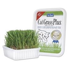 CatGrass Plus - Water only once by Gimborn