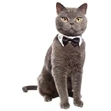 PETCO Bow Tie Collar Halloween Cat Costume Reviews 31K5BNLcU4L. SL160 PETCO Bow Tie Collar Halloween Cat Costume Reviews