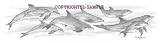 Dolphins - Drawing by Cindy Farmer