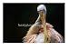 Yellow Billed Spoonbill (Platelea Flavipes) at Perth Zoo, Perth, Australia, Birds Photographic Poster Print by Chris Mellor, 40x30