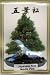 Bonsai Boy's Japanese Five Needle Pine Seeds