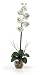 Silk Orchid Artificial Flower Arrangement - Single Phalaenopsis Liquid Illusion-Cream