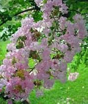 Lagerstroemia indica: Crape Myrtle Seeds