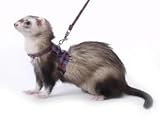 Marshall Pet Ferret Walking Jacket