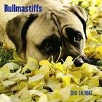 Bullmastiffs 2010 Wall Calendar
