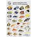 Western Pacific - Indonesia and Adjacent Waters, Fish I.D. Card