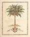 Art Poster Print - Musa Paradisiaca - Artist: Brooks- Poster Size: 20 X 16