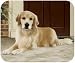 golden_retriever12golden retriever - Golden Retriever on Porch Mouse Pad