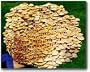 The Enokitake Mushroom Garden Patch- Indoor Mushroom Growing Kit - Grow Edible Mushrooms & Fungi. Easy & Fun Mush Room Grow Kits