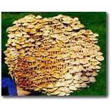 The Enokitake Mushroom Patch - Indoor / Outdoor Mushroom Growing Kit - Grow Your Own Edible Mushrooms & Fungi. Easy & Fun Mush Room Growing Kit - Grow Mushrooms for Cooking Ingredients. Great Gift Idea for a Cook.