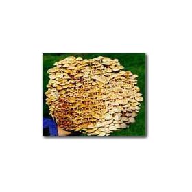 The Enokitake Mushroom Garden Patch- Indoor Mushroom Growing Kit - Grow Edible Mushrooms & Fungi. Easy & Fun Mush Room Grow Kits