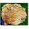 The Enokitake Mushroom Garden Patch- Indoor Mushroom Growing Kit - Grow Edible Mushrooms & Fungi. Easy & Fun Mush Room Grow Kits