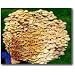 The Enokitake Mushroom Garden Patch- Indoor Mushroom Growing Kit - Grow Edible Mushrooms & Fungi. Easy & Fun Mush Room Grow Kits