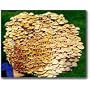 The Enokitake Mushroom Garden Patch- Indoor Mushroom Growing Kit - Grow Edible Mushrooms & Fungi. Easy & Fun Mush Room Grow Kits
