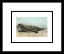 Horny Toad Animals Framed Art Poster Print, 19x17