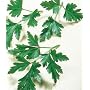 Parsley, Plain (Single Italian) - 1 Pkt. (750 seeds)