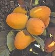 Chocolate Persimmon Seven Gallon