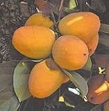 Chocolate Persimmon Seven Gallon