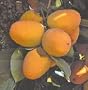 Chocolate Persimmon Seven Gallon