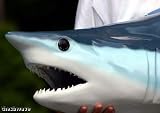 Giant Taxidermy Mako Shark Head Fiberglass Wall Mount