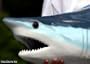 Giant Taxidermy Mako Shark Head Fiberglass Wall Mount