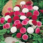 Outdoor Living : Daisy Pincushion Mix Seeds (1 Pkt - 110 seeds)