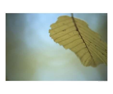 Yellow autumn Birch tree leaf by Abby Rex