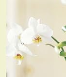 Orchid Mini Notebook: 0 (Paperstyle Mini Notebooks with Pocket)