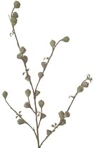 Eucalyptus pod branch, 34 inch, 6 stems