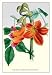 Bell-Flowered Spathodea - 12x18 Gallery Wrapped Canvas Print