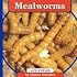 Mealworms (Life Cycles.)