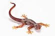 Gecko