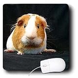 Guinea Pig - Guinea Pig - Mouse Pads