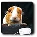 Guinea Pig - Guinea Pig - Mouse Pads Image