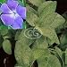 Vinca major Green (Big Leaf Periwinkle) {24 Pots - 3 1/2 in., $3.77 each plant}