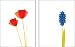 Chronicle Notes: Poppies and Hyacinths