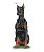 Doberman Pinscher Animals Giclee Poster Print by Susan Gardos, 20x24