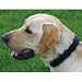 Triple Crown Collar - Blue - Large - 21 in.