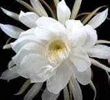 Grocery - 2 Epiphyllum Orchid Cactus Night Blooming Cereus Cutting