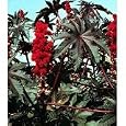 Sanguineus Castor Bean 10 Seeds