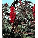 Sanguineus Castor Bean 10 Seeds