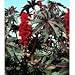 Sanguineus Castor Bean 10 Seeds