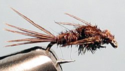 Pheasant Tail Nymph Size: 12