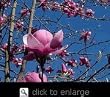 Vulcan Flowering Magnolia Tree Five Gallon by Monrovia Growers
