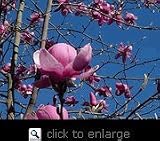 Vulcan Flowering Magnolia Tree Five Gallon by Monrovia Growers